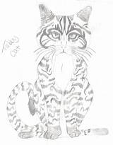 Tabby Realism sketch template