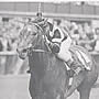 Spectacular Bid