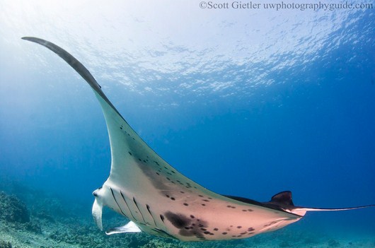 manta ray taken with a fisheye lens