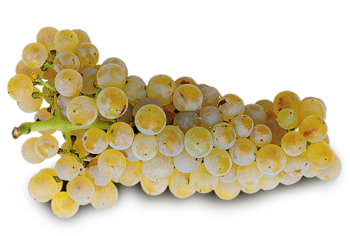 chardonnay