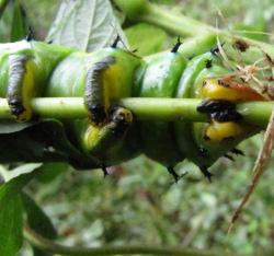 Caterpillar legs