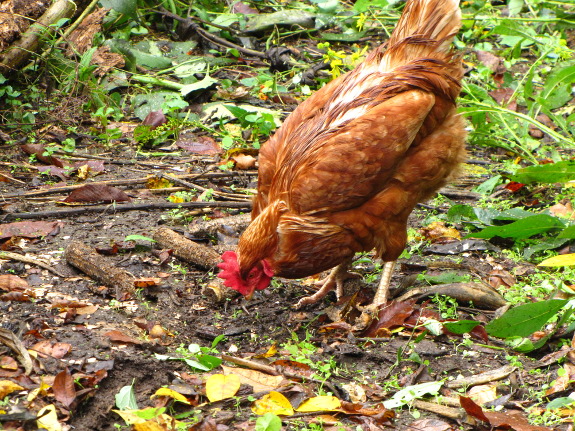 Chicken in woods