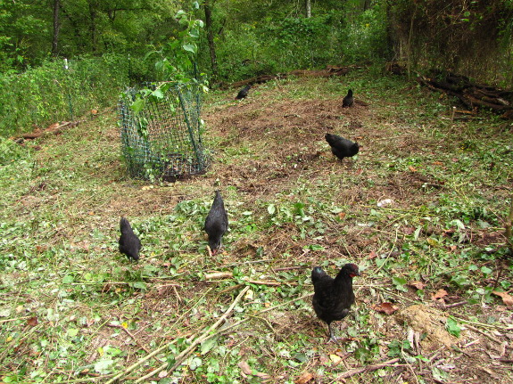 Chickens renovating pasture