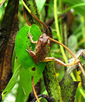 Chorus frog