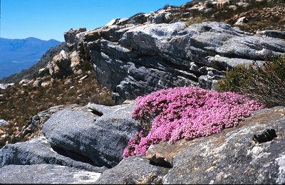 Erica schumannii