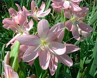 Hesperantha coccinea