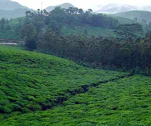 Kausani, Tea Gardens