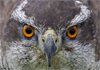 Cornish Bird of Prey Centre