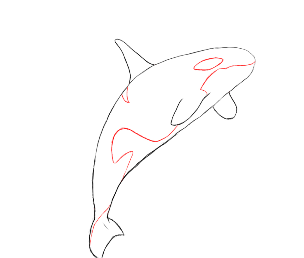 How To Draw A Killer Whale - Draw Central