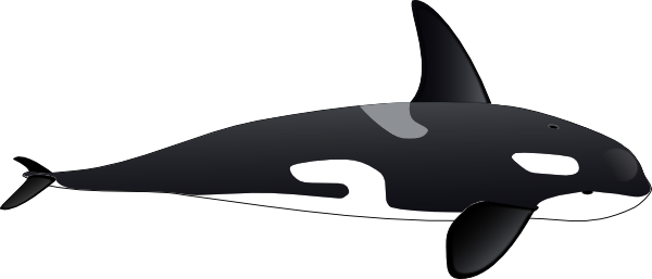 Orca Drawings - ClipArt Best