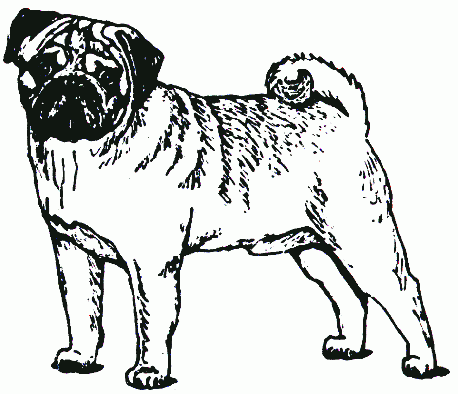 Pug Clipart