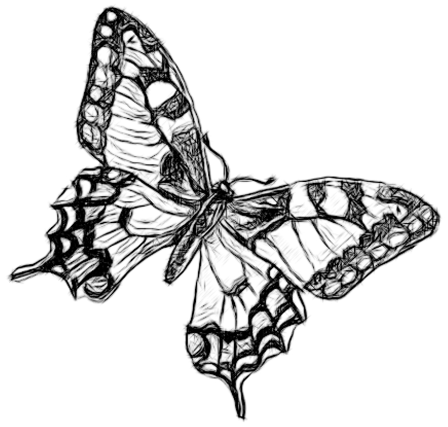 Butterfly Line Drawing