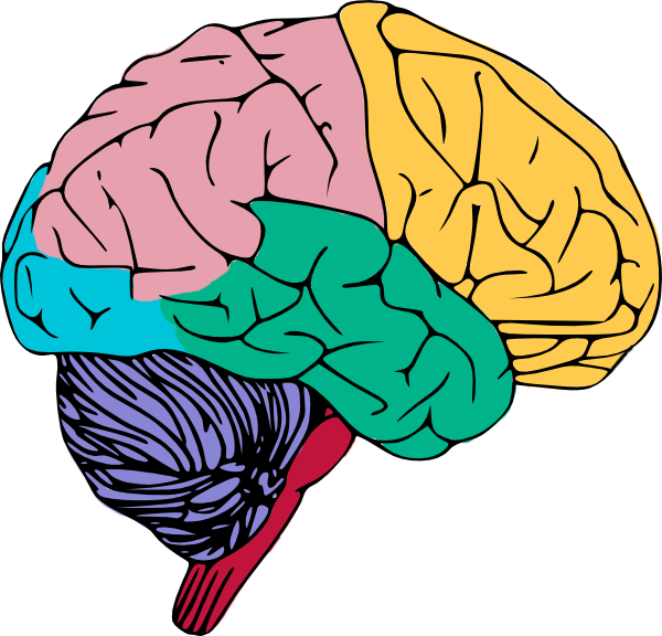 Free animated brain clipart