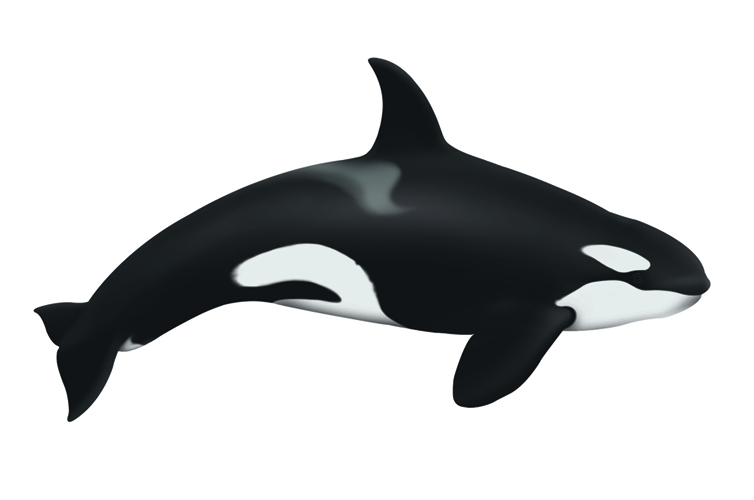 Orca Drawings - ClipArt Best