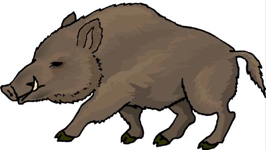 Wild Hog Clipart