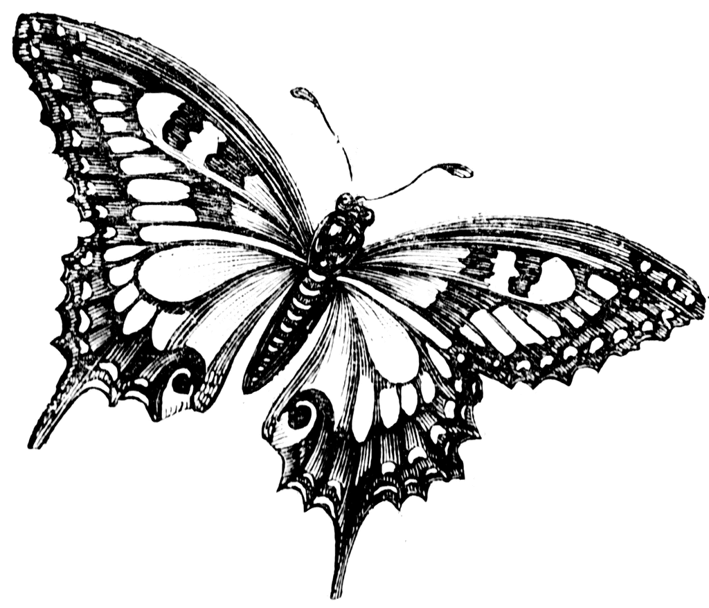 Butterfly Drawing Black And White - ClipArt Best