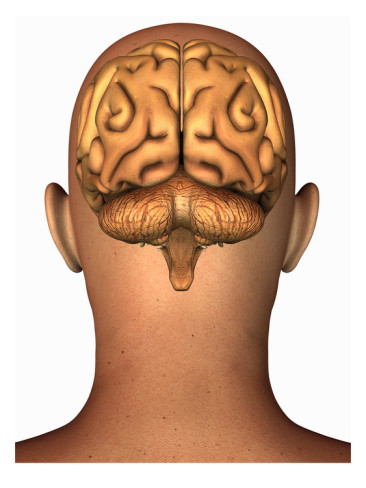 Biomedical Illustration of the Human Brain Superimposed on the ...