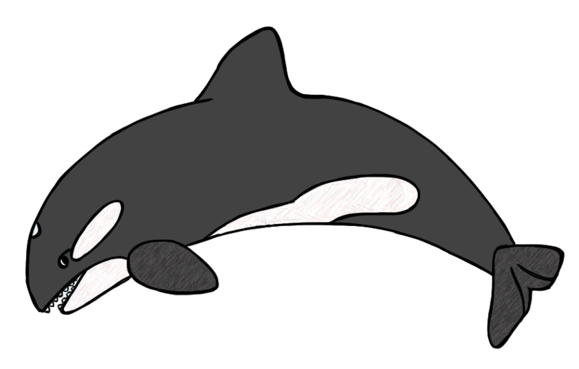 Orca Drawings Clipart - Free to use Clip Art Resource