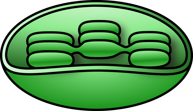 43087-chloroplast chlorophyll unlabelled cellular plant biology ...