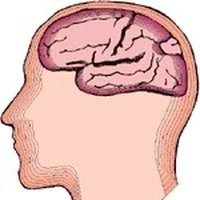 Animated Brain Pictures, Images & Photos | Photobucket