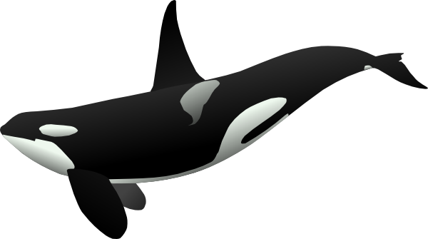 Orca clip art - vector clip art online, royalty free & public domain