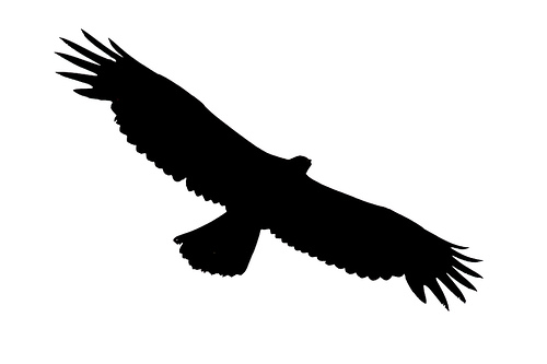 Soaring eagle clip art - ClipartFox