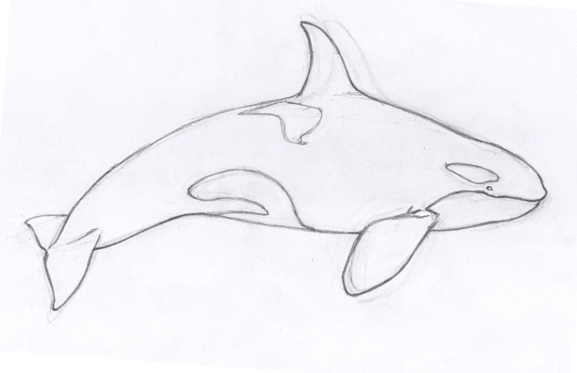 Saw-Whet Studio: Orca