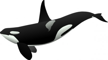 Orca Clipart | Free Download Clip Art | Free Clip Art | on Clipart ...