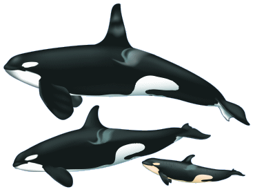 Orca Drawings - ClipArt Best