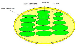 Lucas' Biology Blog: Chapter 8.1 and 8.2 Summary, Vocab and ...