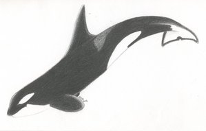 deviantART: More Like Female orca by