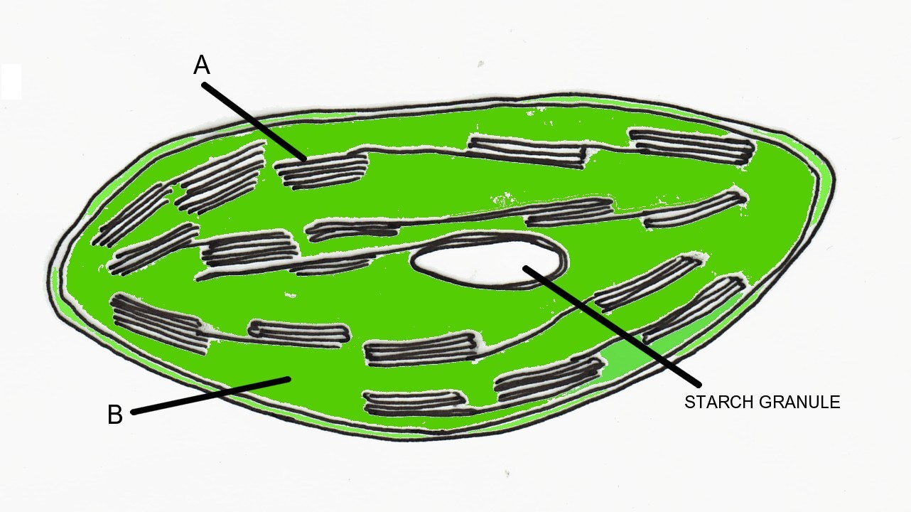 CELL STRUCTURE