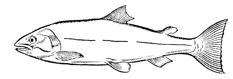 Salmon clip art free