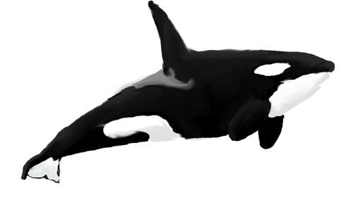 orca drawing by Wolfen1991 on DeviantArt