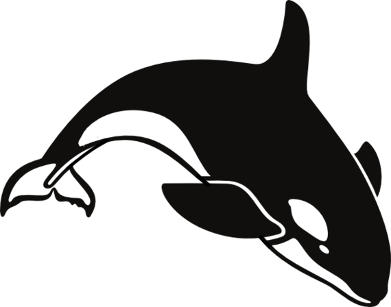 Orca Drawings Clipart - Free to use Clip Art Resource