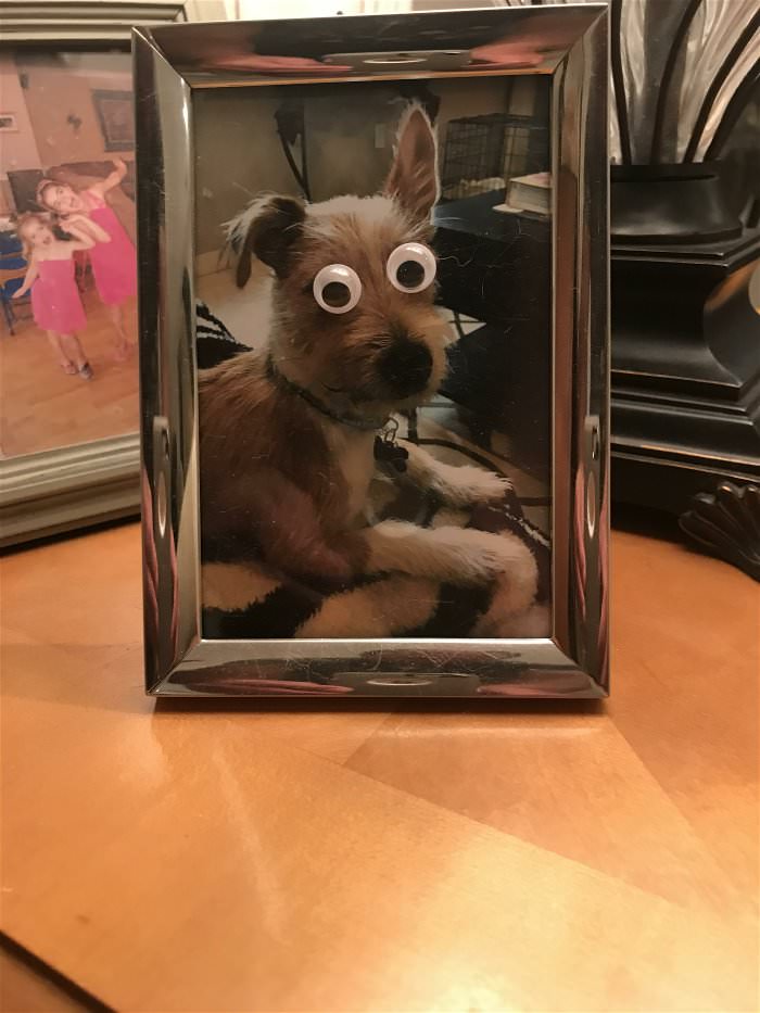 crazy eyes dog