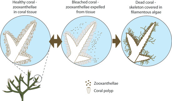 Coral Reef Bleaching