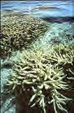 bleached coral reef