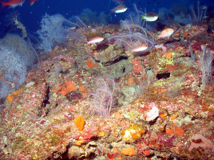 Bank Reef Scene 