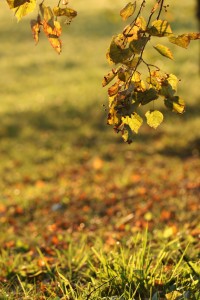 autumn leafs