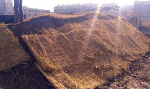 雞糞怎么發(fā)酵？雞糞有機肥發(fā)酵的具體方法步驟