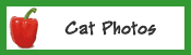 Cat Photos