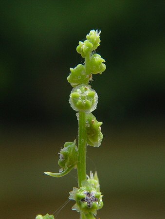 Cycloloma_atriplicifolium_flower.jpg