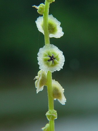 Cycloloma_atriplicifolium_fruits.jpg