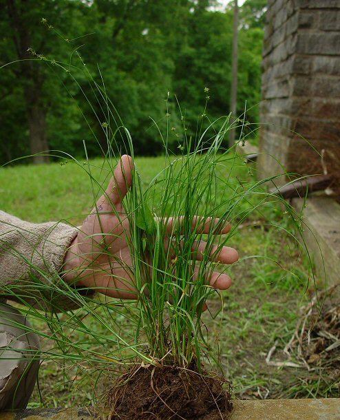 Carex_rosea_plant.jpg