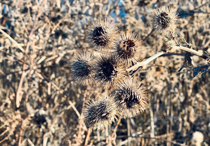 Briar Patch in Minnesota