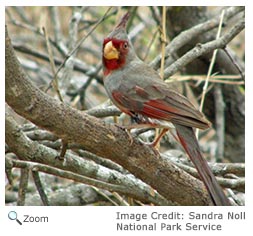 Pyrrhuloxia