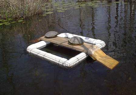 How to Build a Turtle Trap for Pond?  