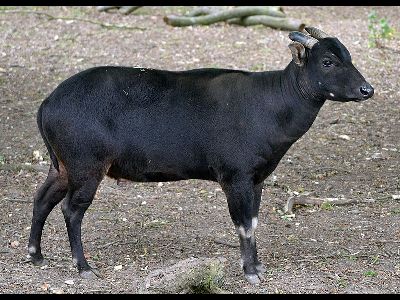 Anoa  