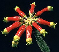 Erica massonii